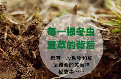 冬虫夏草的形成过程是怎样的？