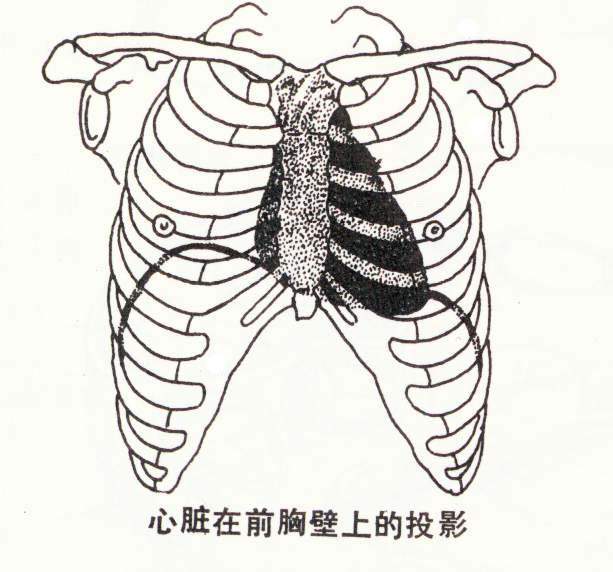 心在人体什么位置