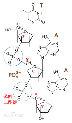 哪处是35磷酸二酯键