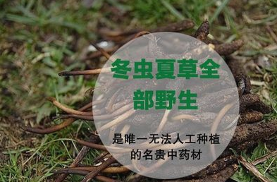 冬虫夏草的形成过程是怎样的？