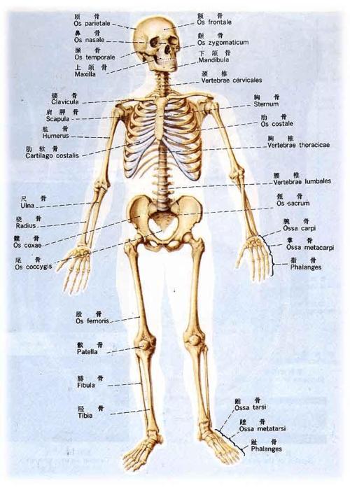 求奈特人体解剖学图谱（英文版）PDF，发到我的网盘~~ 多谢！！