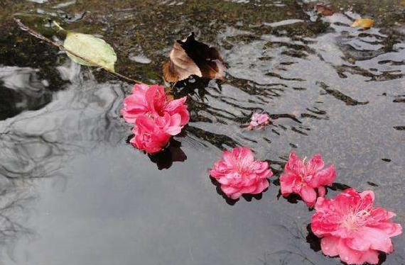 花落有意流水无情是什么意思？