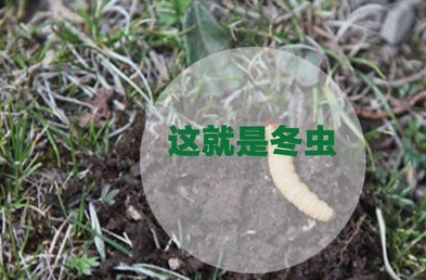 冬虫夏草的形成过程是怎样的？