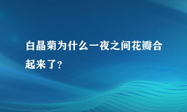 白晶菊为什么一夜之间花瓣合起来了？