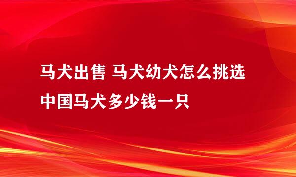 马犬出售 马犬幼犬怎么挑选 中国马犬多少钱一只