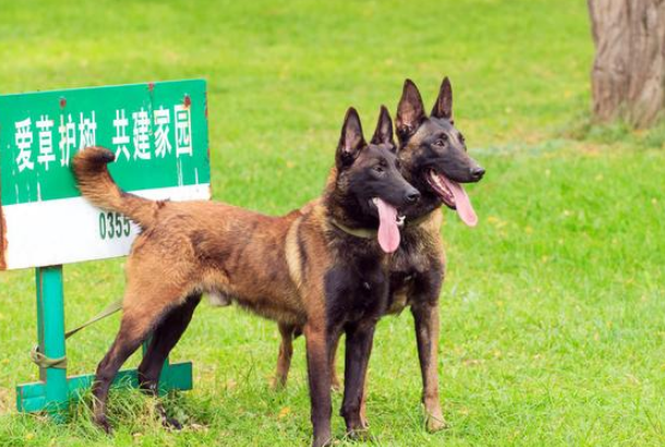 马犬和德牧哪个好？