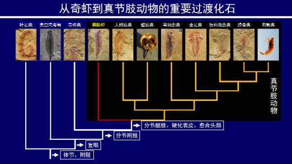 科学家发现5亿年前四不像生物，对我国的历史研究有何影响？