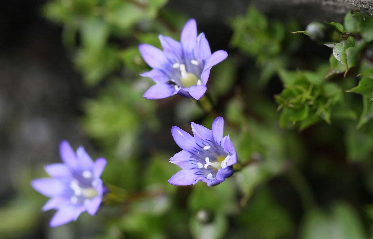 龙胆花的花语是什么？