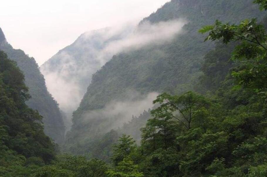 请问金佛山景区的门票多少？