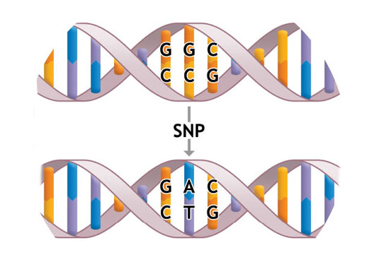 请问 SNV(single nucleotide variants)和 SNP(single nucleotide polymorphism)有什么区别?