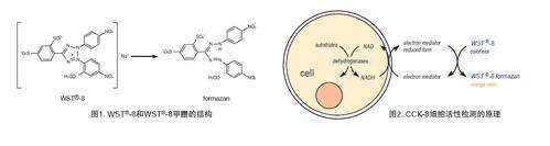 cck8实验原理派孔企语成味是什么？