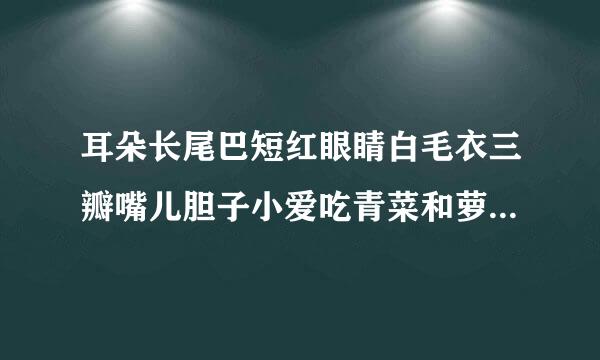 耳朵长尾巴短红眼睛白毛衣三瓣嘴儿胆子小爱吃青菜和萝卜正确谜底是什么？