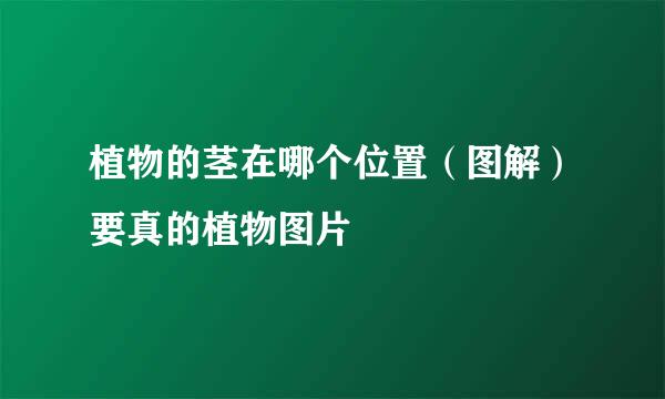 植物的茎在哪个位置（图解）要真的植物图片