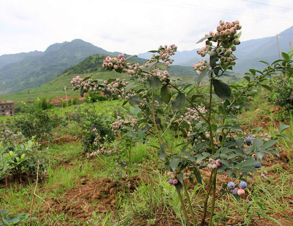 蓝莓树什么样子