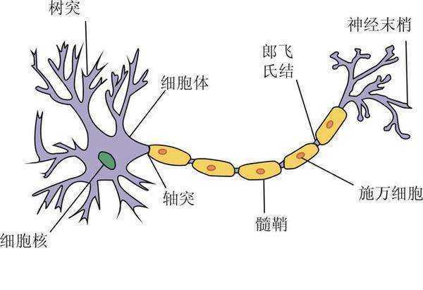 神为的别绍例经递质的分类