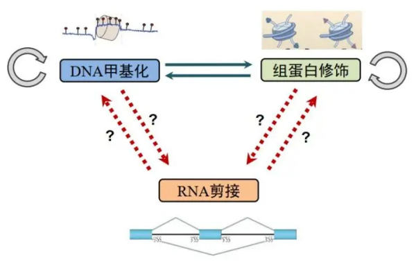 表观遗传名词解释是什么?