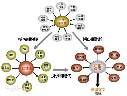 人体内自由基来自是什么?