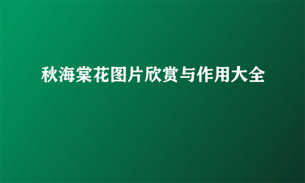 秋海棠花图片欣赏与作用大全