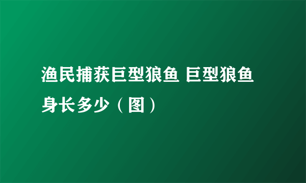 渔民捕获巨型狼鱼 巨型狼鱼身长多少（图）