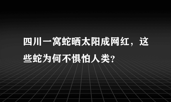 四川一窝蛇晒太阳成网红，这些蛇为何不惧怕人类？