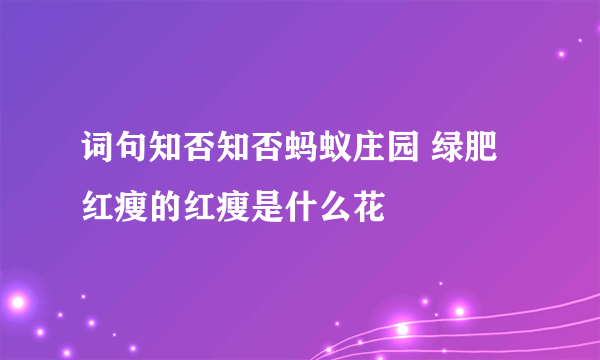 词句知否知否蚂蚁庄园 绿肥红瘦的红瘦是什么花