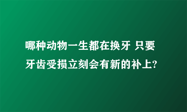 哪种动物一生都在换牙 只要牙齿受损立刻会有新的补上?