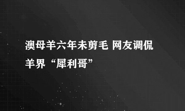 澳母羊六年未剪毛 网友调侃羊界“犀利哥”