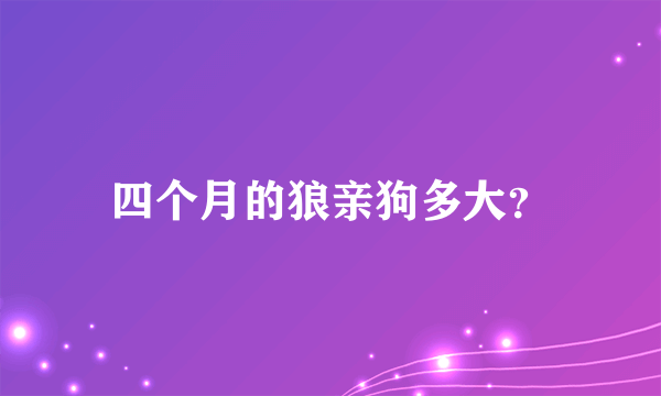 四个月的狼亲狗多大？