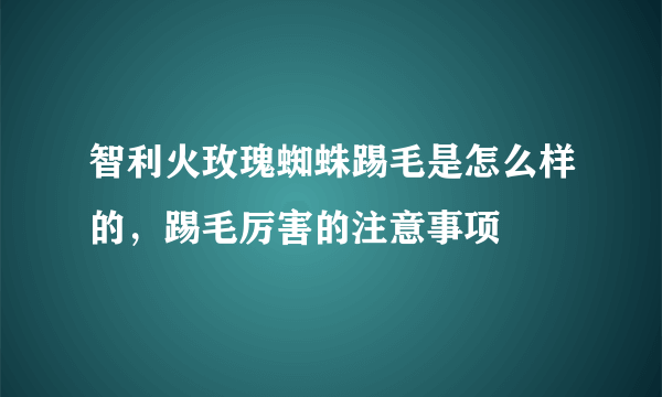 智利火玫瑰蜘蛛踢毛是怎么样的，踢毛厉害的注意事项