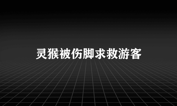 灵猴被伤脚求救游客