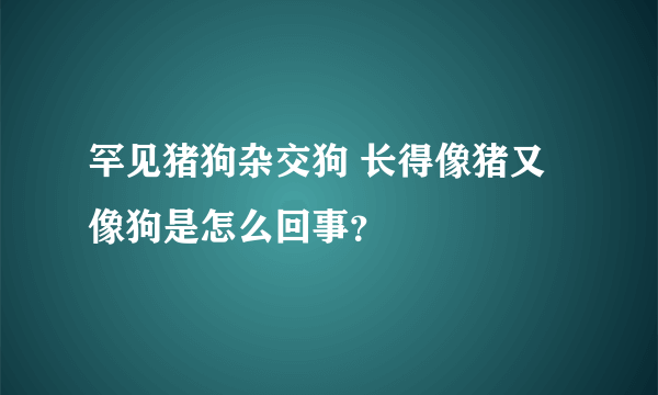 罕见猪狗杂交狗 长得像猪又像狗是怎么回事？