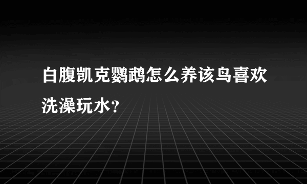 白腹凯克鹦鹉怎么养该鸟喜欢洗澡玩水？