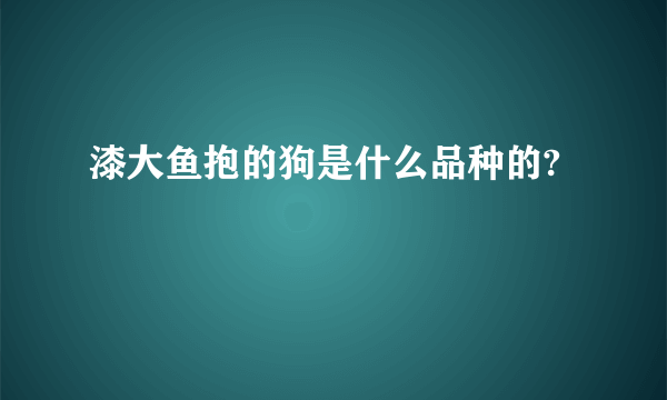 漆大鱼抱的狗是什么品种的?