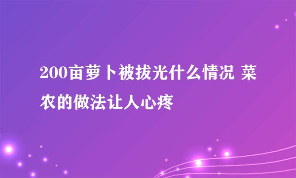 200亩萝卜被拔光什么情况 菜农的做法让人心疼